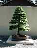bonsai38.jpg